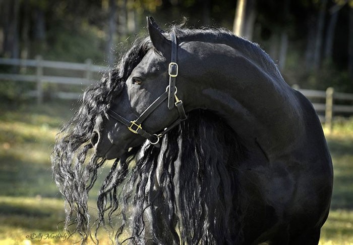 Conheça Frederick, o cavalo mais bonito do mundo (30 fotos) 3