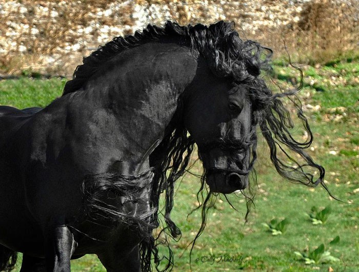 Conheça Frederick, o cavalo mais bonito do mundo (30 fotos) 4