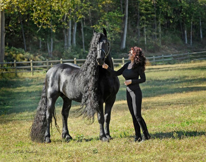 Conheça Frederick, o cavalo mais bonito do mundo (30 fotos) 5