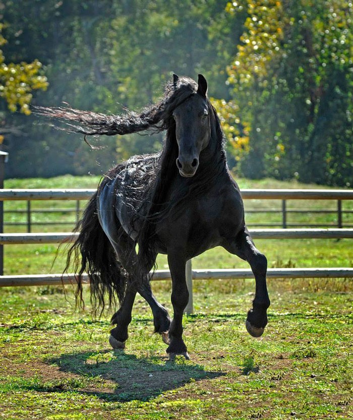 Conheça Frederick, o cavalo mais bonito do mundo (30 fotos) 11