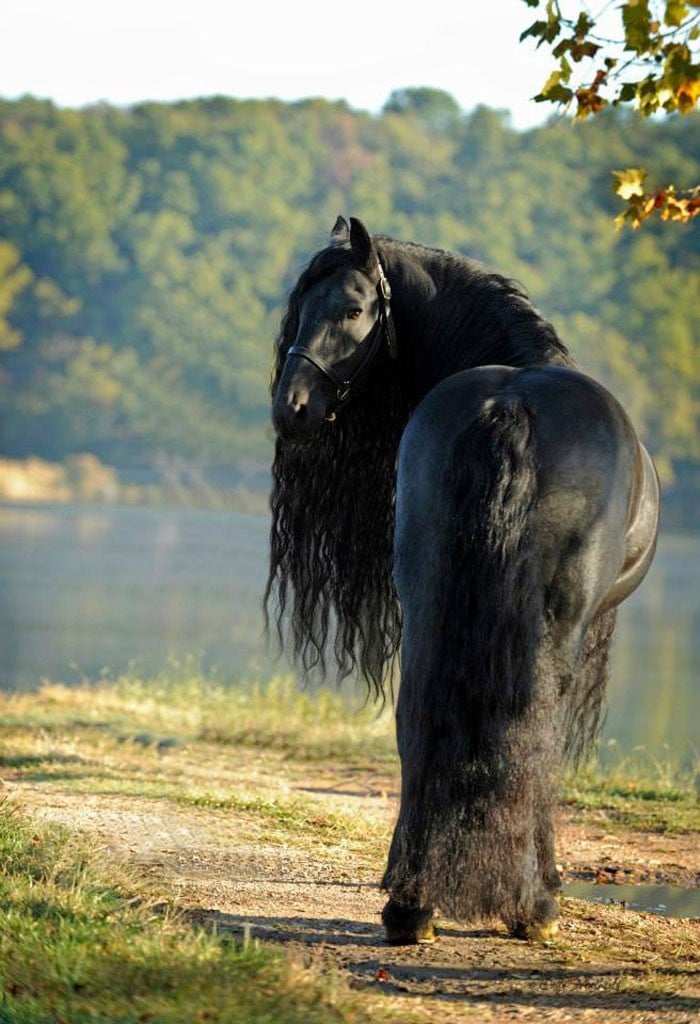Conheça Frederick, o cavalo mais bonito do mundo (30 fotos) 12