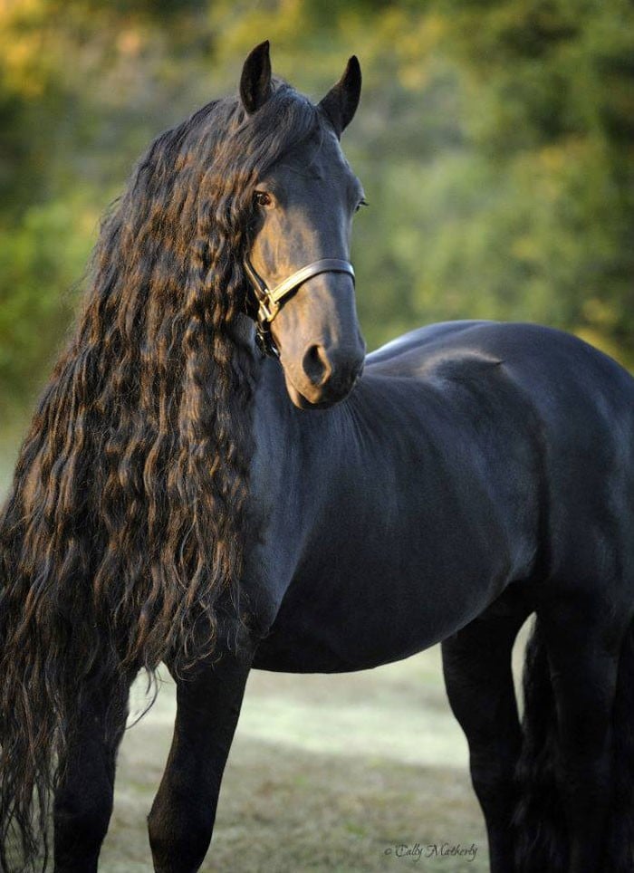 Conheça Frederick, o cavalo mais bonito do mundo (30 fotos) 13