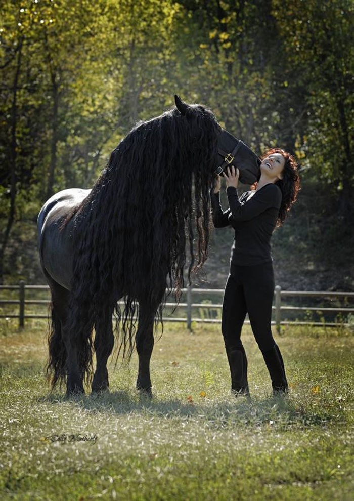 Conheça Frederick, o cavalo mais bonito do mundo (30 fotos) 14