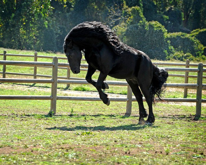 Conheça Frederick, o cavalo mais bonito do mundo (30 fotos) 15