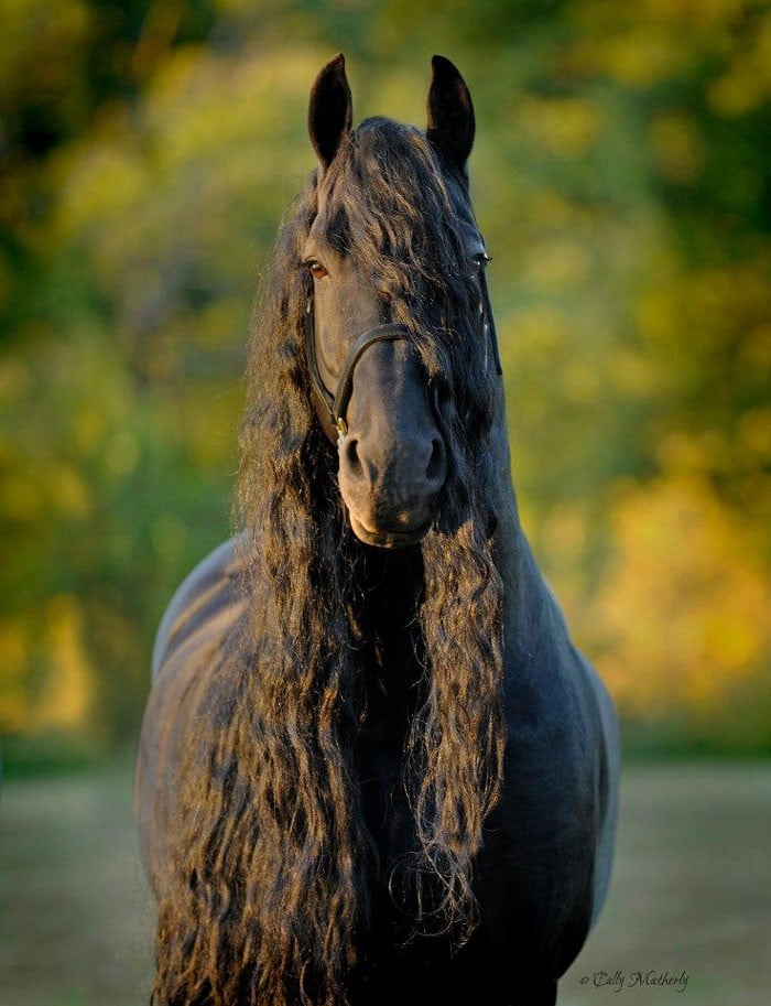 Conheça Frederick, o cavalo mais bonito do mundo (30 fotos) 16