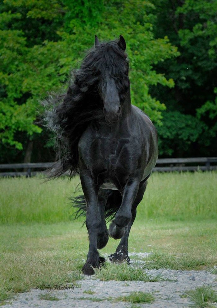 Conheça Frederick, o cavalo mais bonito do mundo (30 fotos) 18