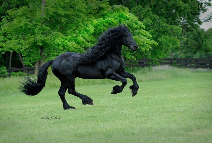 Conheça Frederick, o cavalo mais bonito do mundo (30 fotos) 19