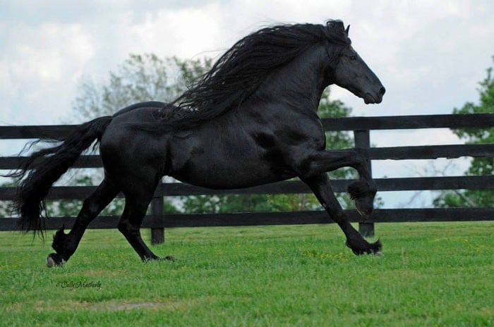 Conheça Frederick, o cavalo mais bonito do mundo (30 fotos) 21