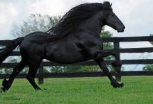 Conheça Frederick, o cavalo mais bonito do mundo (30 fotos) 42