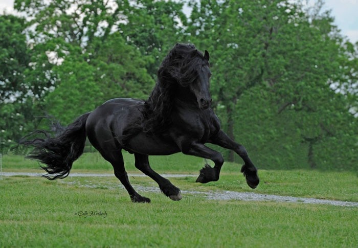 Conheça Frederick, o cavalo mais bonito do mundo (30 fotos) 23