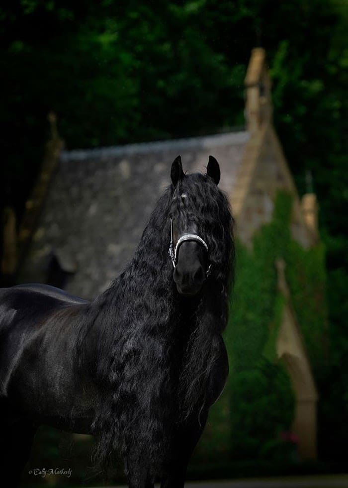 Conheça Frederick, o cavalo mais bonito do mundo (30 fotos) 24