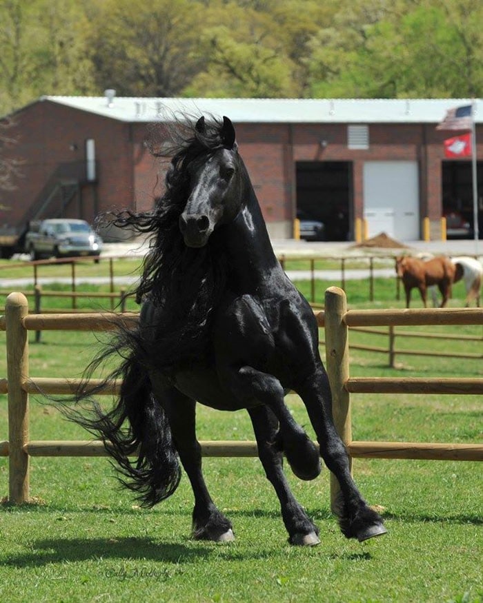 Conheça Frederick, o cavalo mais bonito do mundo (30 fotos) 26
