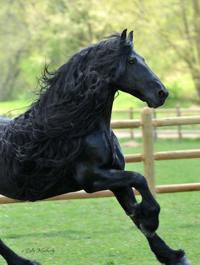 Conheça Frederick, o cavalo mais bonito do mundo (30 fotos) 30