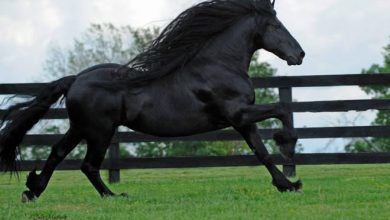 Conheça Frederick, o cavalo mais bonito do mundo (30 fotos) 6