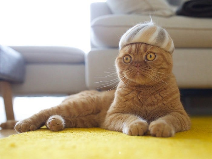 21 gatos usando chapéus feitos com seus próprios pelos 6