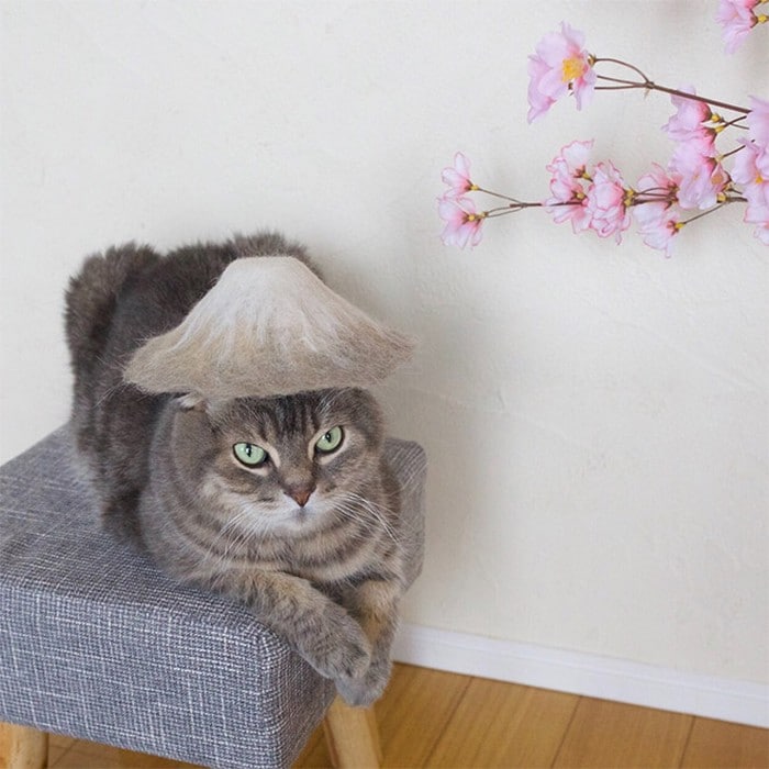 21 gatos usando chapéus feitos com seus próprios pelos 9