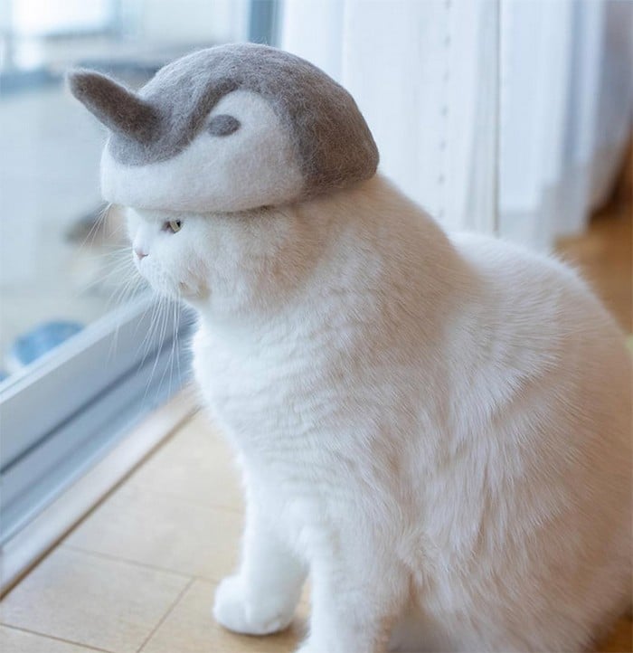 21 gatos usando chapéus feitos com seus próprios pelos 10