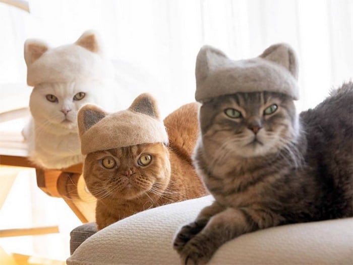 21 gatos usando chapéus feitos com seus próprios pelos 14