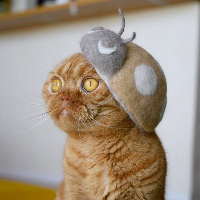 21 gatos usando chapéus feitos com seus próprios pelos 15