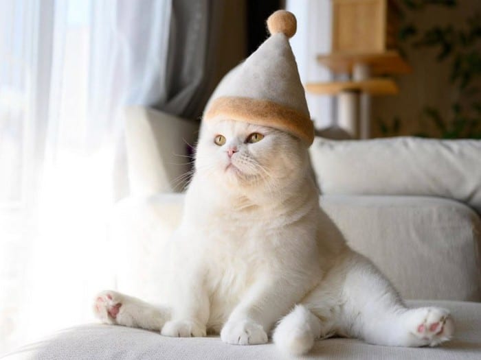 21 gatos usando chapéus feitos com seus próprios pelos 16