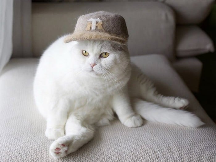 21 gatos usando chapéus feitos com seus próprios pelos 18