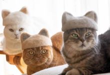 21 gatos usando chapéus feitos com seus próprios pelos 43