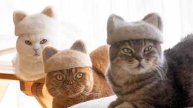 21 gatos usando chapéus feitos com seus próprios pelos 16
