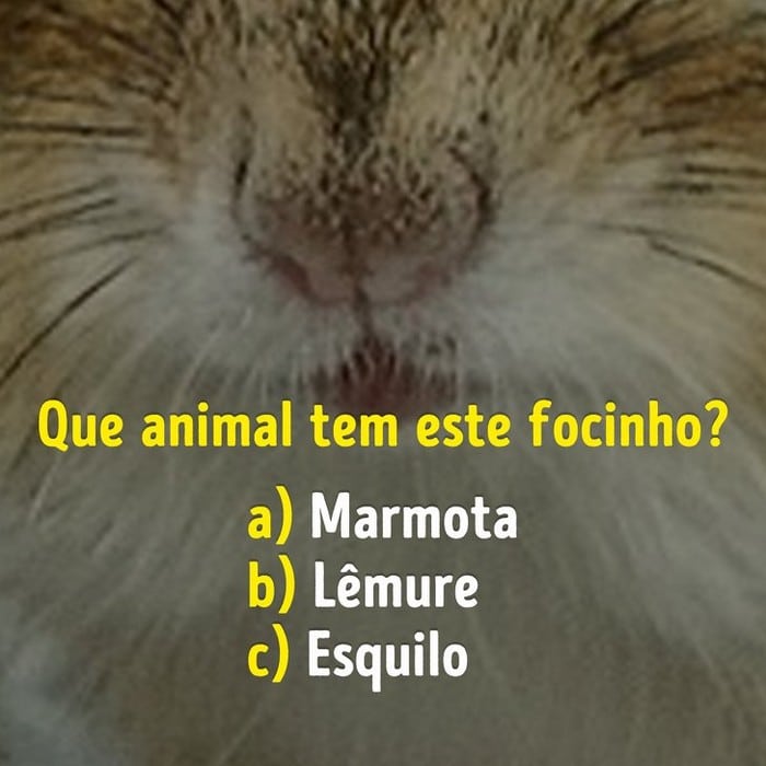 Você conhece bem os focinhos dos animais? 4
