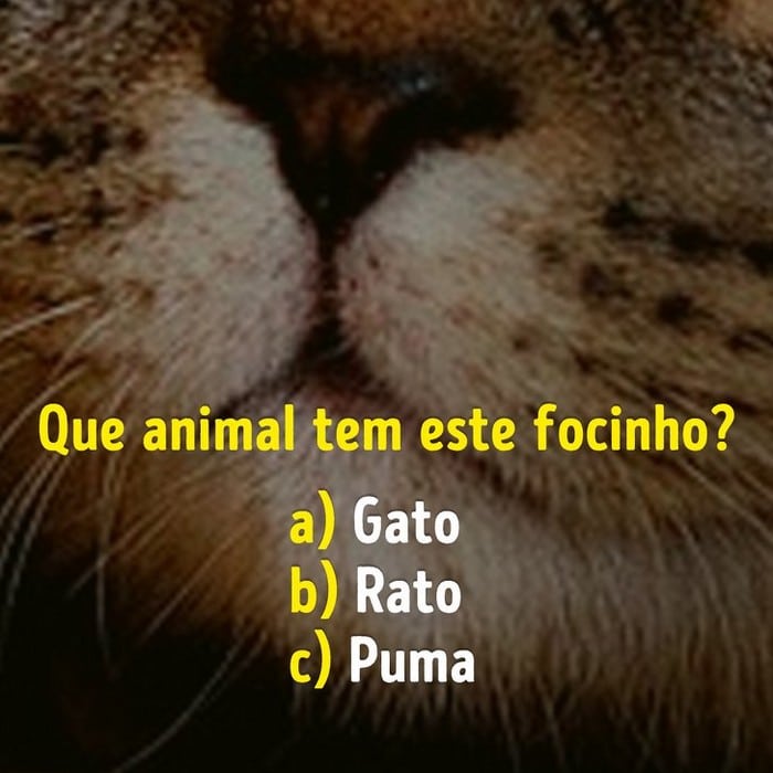 Você conhece bem os focinhos dos animais? 8