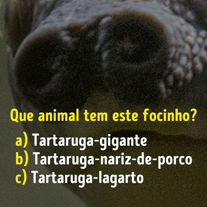 Você conhece bem os focinhos dos animais? 11