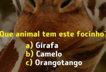 Você conhece bem os focinhos dos animais? 9