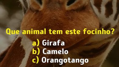 Você conhece bem os focinhos dos animais? 6