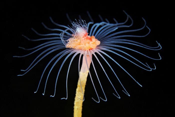 A beleza alienígena das criaturas subaquáticas em fotos de Alexander Semenov (40 fotos) 3