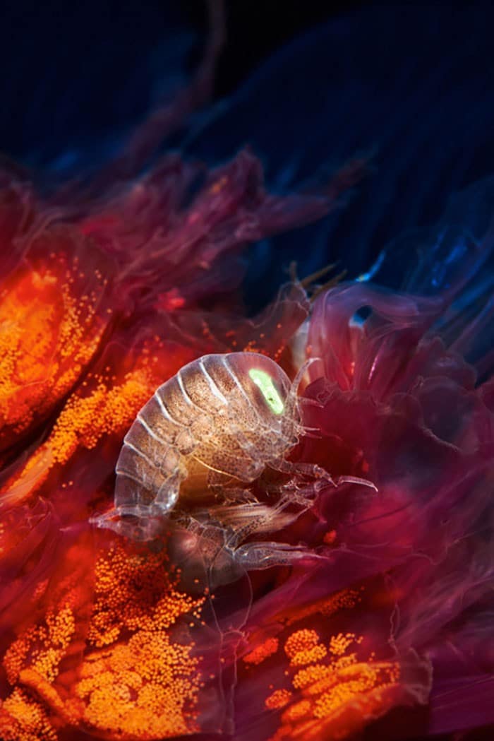 A beleza alienígena das criaturas subaquáticas em fotos de Alexander Semenov (40 fotos) 4