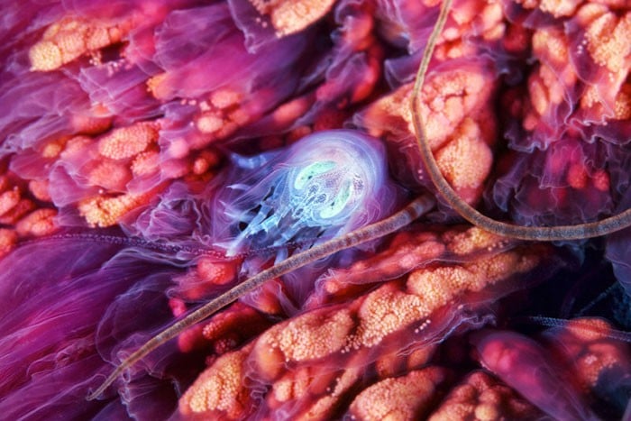 A beleza alienígena das criaturas subaquáticas em fotos de Alexander Semenov (40 fotos) 5