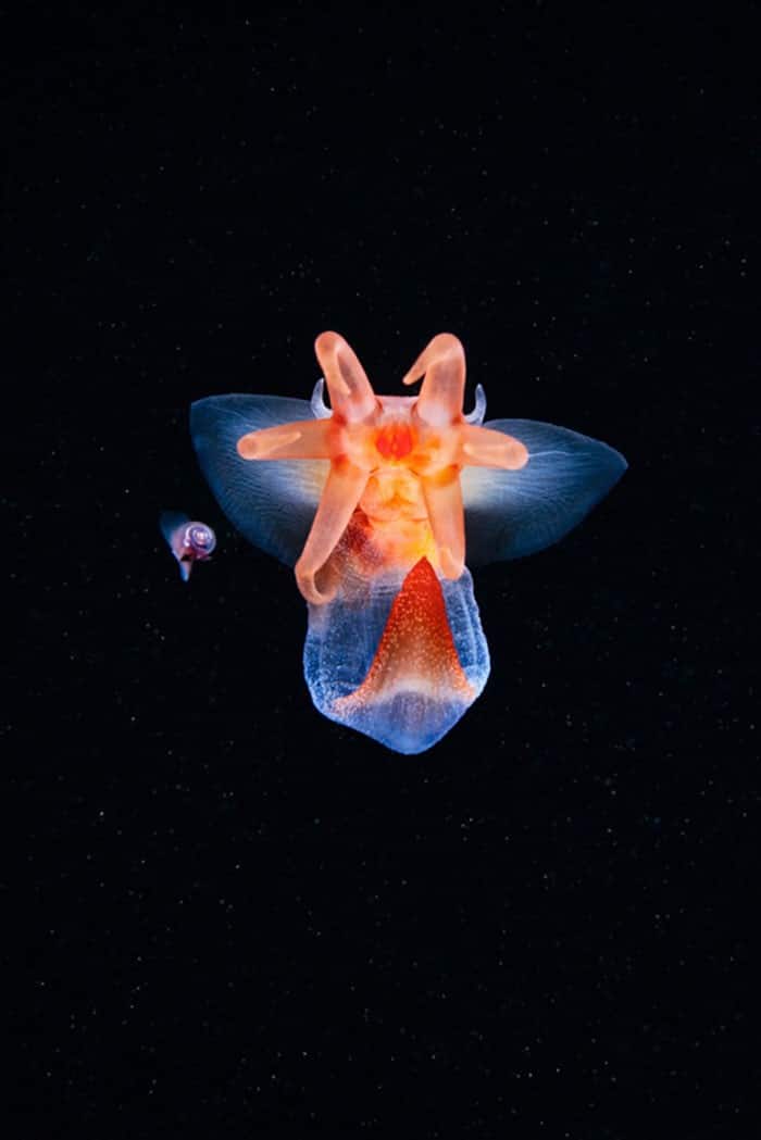 A beleza alienígena das criaturas subaquáticas em fotos de Alexander Semenov (40 fotos) 6