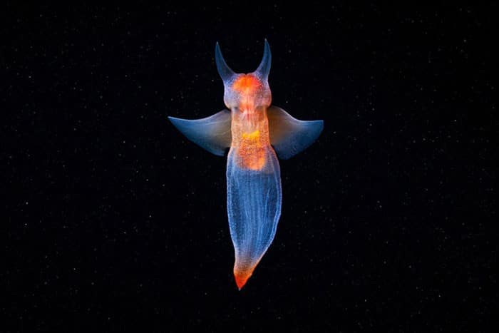A beleza alienígena das criaturas subaquáticas em fotos de Alexander Semenov (40 fotos) 7