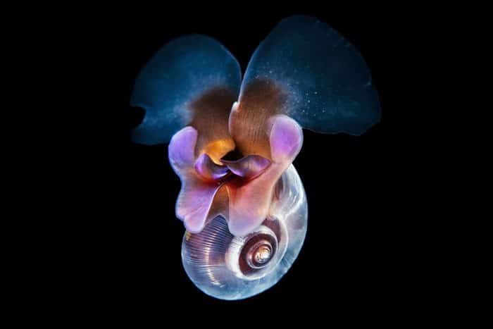 A beleza alienígena das criaturas subaquáticas em fotos de Alexander Semenov (40 fotos) 8