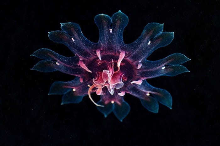 A beleza alienígena das criaturas subaquáticas em fotos de Alexander Semenov (40 fotos) 10
