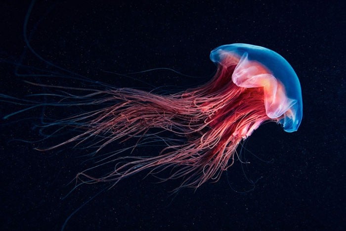 A beleza alienígena das criaturas subaquáticas em fotos de Alexander Semenov (40 fotos) 11