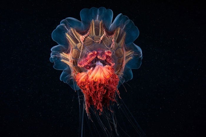 A beleza alienígena das criaturas subaquáticas em fotos de Alexander Semenov (40 fotos) 12