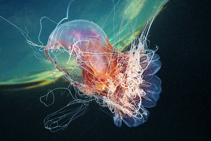 A beleza alienígena das criaturas subaquáticas em fotos de Alexander Semenov (40 fotos) 13