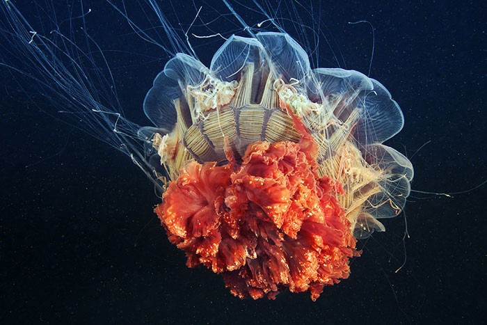 A beleza alienígena das criaturas subaquáticas em fotos de Alexander Semenov (40 fotos) 14