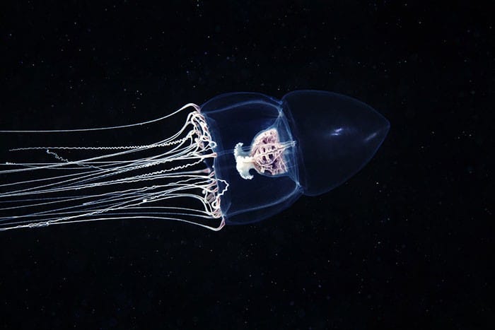 A beleza alienígena das criaturas subaquáticas em fotos de Alexander Semenov (40 fotos) 15