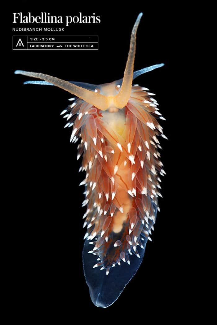 A beleza alienígena das criaturas subaquáticas em fotos de Alexander Semenov (40 fotos) 17