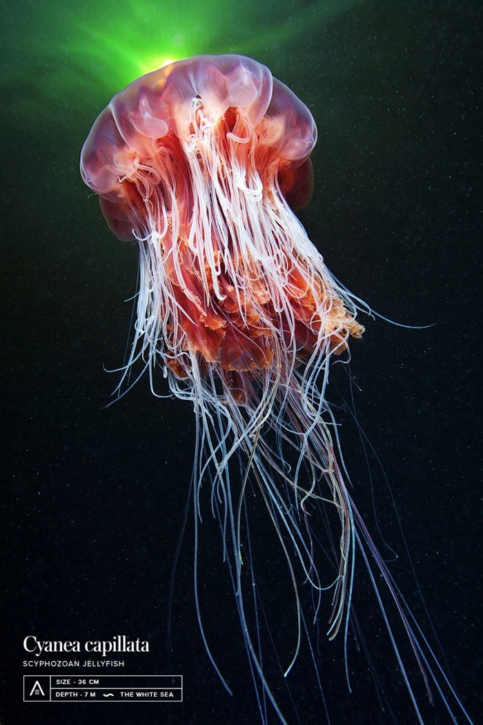 A beleza alienígena das criaturas subaquáticas em fotos de Alexander Semenov (40 fotos) 21