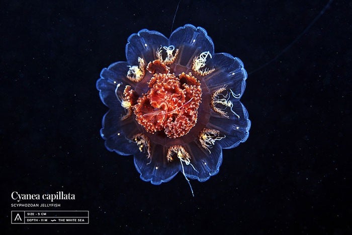 A beleza alienígena das criaturas subaquáticas em fotos de Alexander Semenov (40 fotos) 24