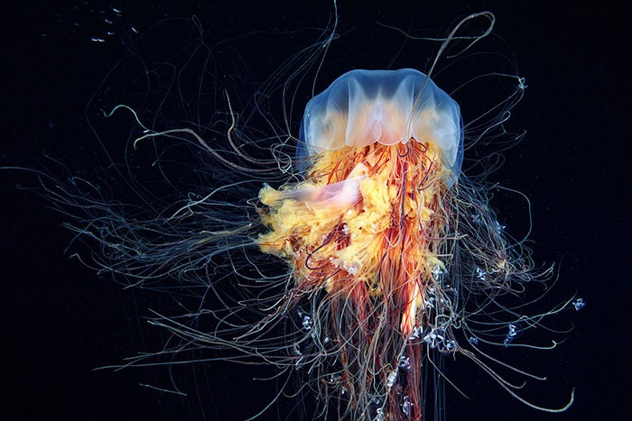 A beleza alienígena das criaturas subaquáticas em fotos de Alexander Semenov (40 fotos) 25