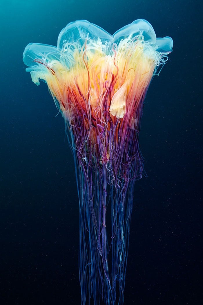 A beleza alienígena das criaturas subaquáticas em fotos de Alexander Semenov (40 fotos) 26