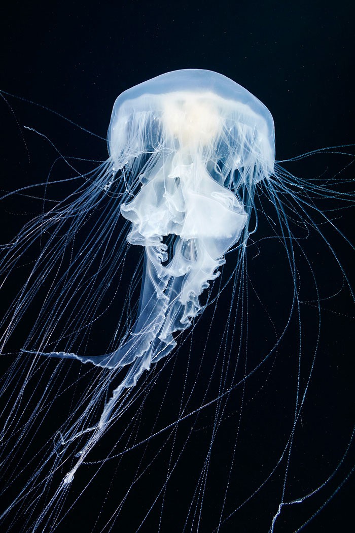 A beleza alienígena das criaturas subaquáticas em fotos de Alexander Semenov (40 fotos) 29